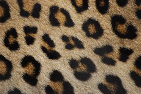 Leopard fur